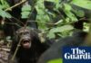 La “guerra civil” de los chimpancés: una fractura rara y violenta en las estructuras sociales de los primates