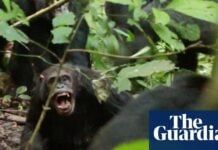 «Громадянська війна» шимпанзе: рідкісний і жорстокий розкол у соціальних структурах приматів