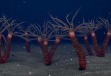 У Канаді виявлено стародавнього родича медуз, який мешкав у трубках