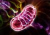 The “Pearling” Effect: How Cells Use Shape-Shifting to Protect Their DNA