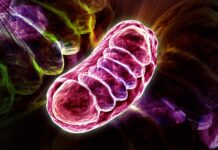 The “Pearling” Effect: How Cells Use Shape-Shifting to Protect Their DNA