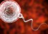 World First: Childhood Testicular Tissue Successfully Restored Sperm Production in Adult Man