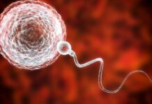 World First: Childhood Testicular Tissue Successfully Restored Sperm Production in Adult Man