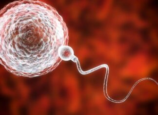 Po raz pierwszy w świecie: tkanina transplantacja jąder z dzieciństwa oddała mężczyźnie zdolność do wytwarzania plemników