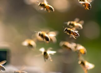 Het onzichtbare tellen: hoe wetenschappers insectenpopulaties in de lucht meten