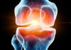 Les souris dans l’espace perdent leur cartilage. Cette plante pourrait les sauver.