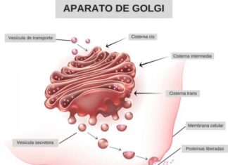 Der Golgi-Apparat: Wie Zellen Proteine verpacken und versenden