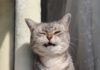 ¿Por qué mi gato estornuda? Identificación de signos respiratorios y alergias