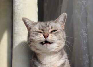¿Por qué mi gato estornuda? Identificación de signos respiratorios y alergias